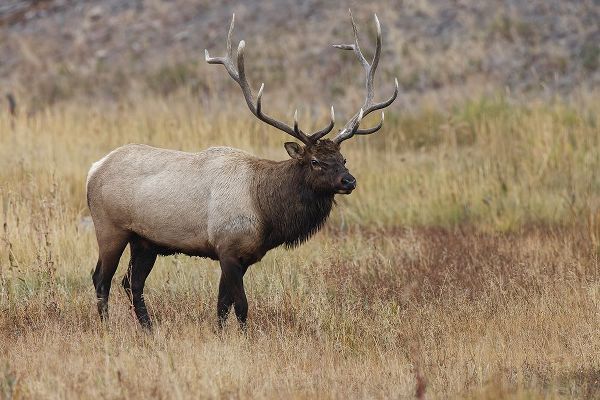 Jones, Adam 아티스트의 Bull elk or wapiti in meadow-Yellowstone National Park-Wyoming작품입니다.
